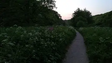A path winding through dense greenery at dusk