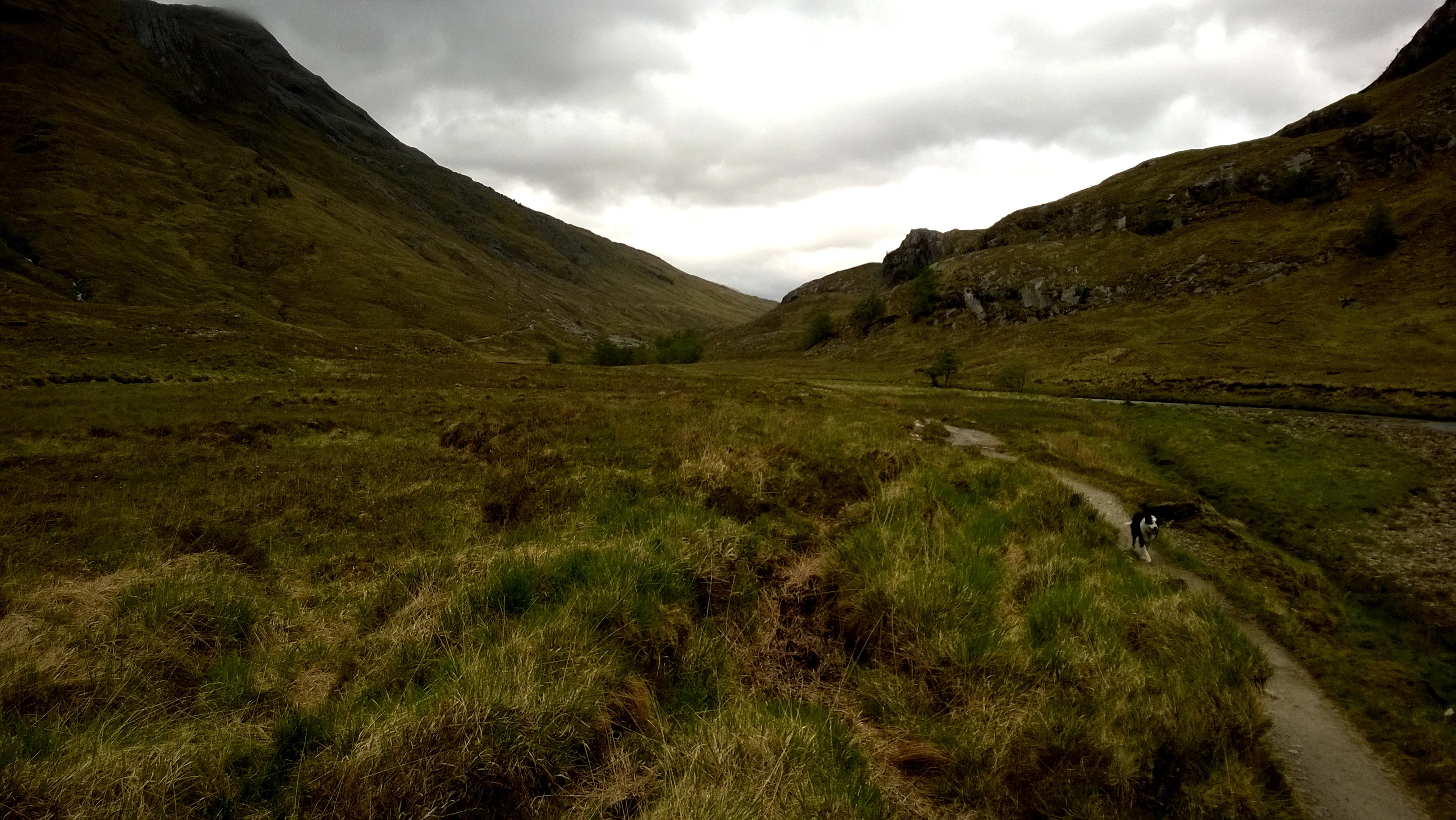 A waving mass of wild grasses in a field