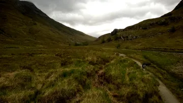 A waving mass of wild grasses in a field