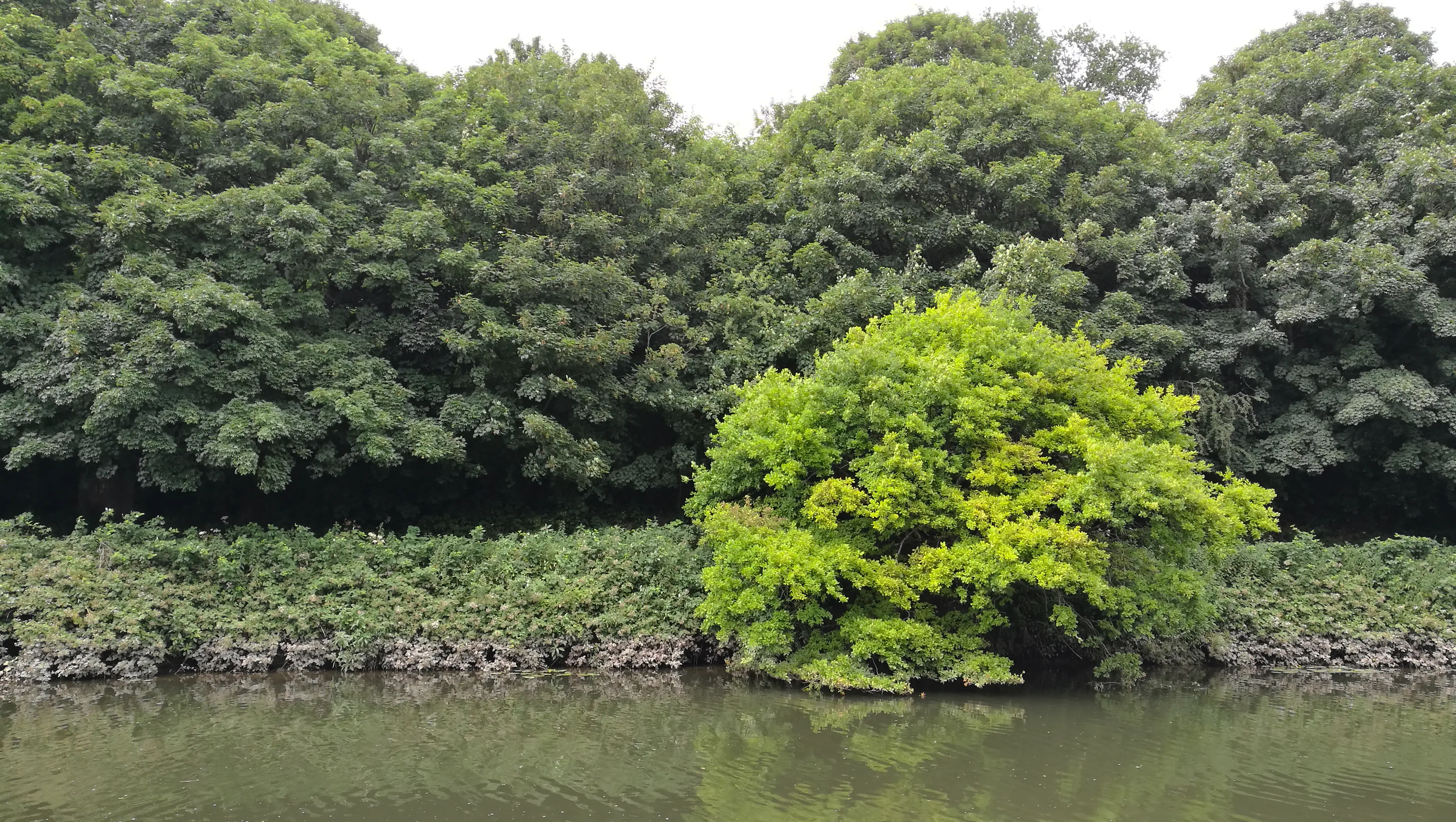 A line of trees above a river