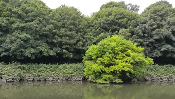 A river bank bordered by a wall of trees