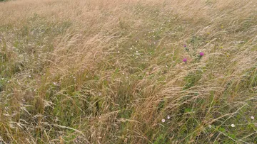 A waving mass of wild grasses in a field